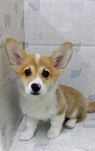 富山県のウェルシュコーギーペンブローク (ペットアミ宮野店/2025年12月29日生まれ/男の子/レッドホワイト)の子犬の1枚目の画像