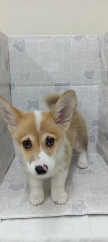 富山県のウェルシュコーギーペンブローク (ペットアミ宮野店/2025年12月29日生まれ/男の子/レッドホワイト)の子犬の3枚目の画像