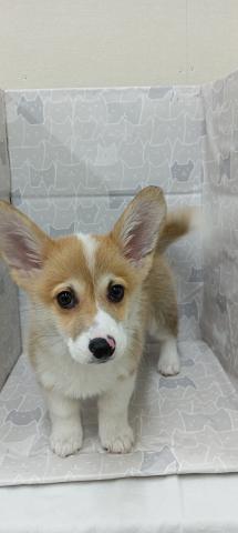 富山県のウェルシュコーギーペンブローク (ペットアミ宮野店/2025年12月29日生まれ/男の子/レッドホワイト)の子犬の4枚目の画像