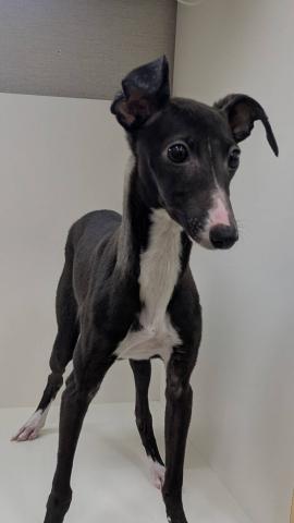 奈良県のイタリアングレーハウンド (ペットアミ 田原本店/2025年8月21日生まれ/女の子/シールホワイト)の子犬