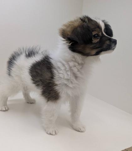 奈良県のパピヨン (ペットアミ 田原本店/2025年11月7日生まれ/男の子/ホワイトブラウン)の子犬の2枚目の画像