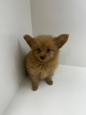 奈良県のポメプー(ポメラニアン×プードル) (ペットアミ 田原本店/2025年7月26日生まれ/女の子/レッド)の子犬の3枚目の画像