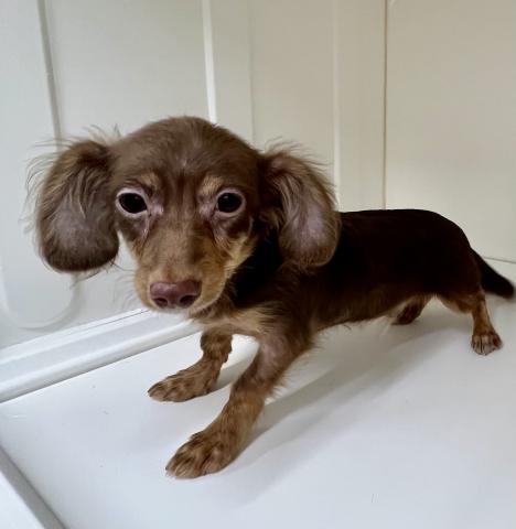 新潟県の(チワワ×ミニチュアダックス) (ペットアミ 三条四日町店/2025年9月25日生まれ/男の子/チョコレートタンホワイト)の子犬の2枚目の画像