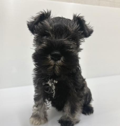 ミニチュアシュナウザー