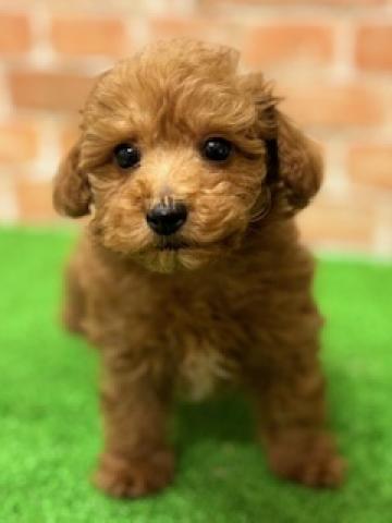 新潟県のトイプードル(トイ) (ペットアミ 柏崎店/2025年11月2日生まれ/男の子/レッド)の子犬の2枚目の画像