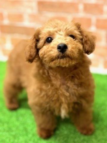 新潟県のトイプードル(トイ) (ペットアミ 柏崎店/2025年11月2日生まれ/男の子/レッド)の子犬の3枚目の画像