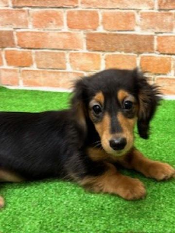 新潟県のミニチュアダックスフンド(ロング) (ペットアミ 柏崎店/2025年10月18日生まれ/男の子/ブラックタン)の子犬の4枚目の画像