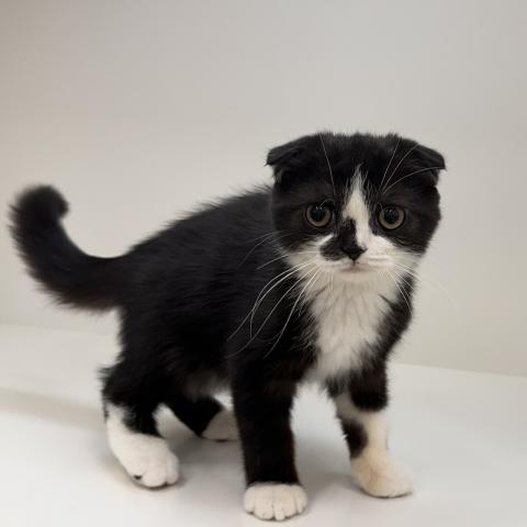 スコティッシュフォールド