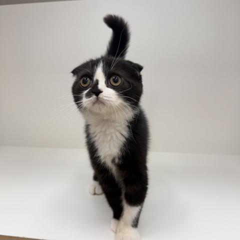 スコティッシュフォールド