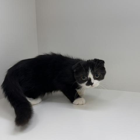 スコティッシュフォールド