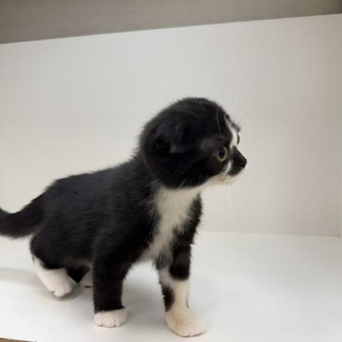 スコティッシュフォールド