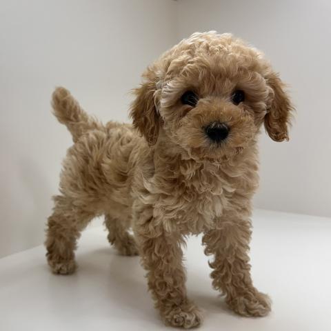トイプードル