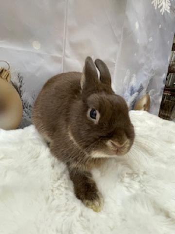 ネザーランドドワーフ