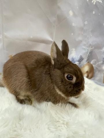 ネザーランドドワーフ