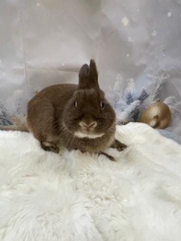 ネザーランドドワーフ