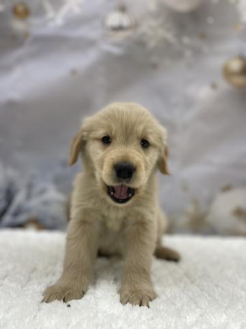 新潟県のゴールデンレトリバー (ペットアミ 十日町店/2025年11月15日生まれ/男の子/ゴールデン)の子犬の2枚目の画像