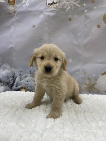 新潟県のゴールデンレトリバー (ペットアミ 十日町店/2025年11月15日生まれ/男の子/ゴールデン)の子犬の3枚目の画像