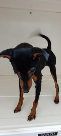 ミニチュアピンシャー