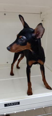 ミニチュアピンシャー