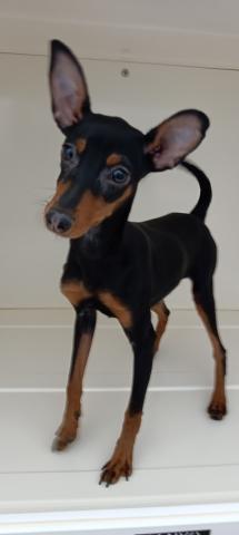 ミニチュアピンシャー