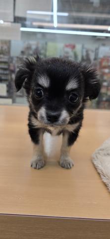 チワワ（ロングコート）