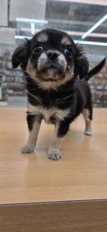 チワワ（ロングコート）