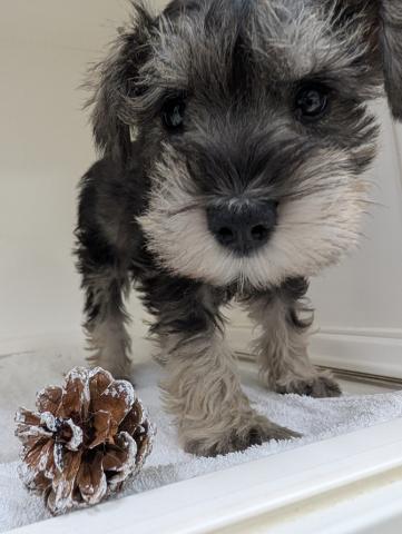 三重県のミニチュアシュナウザー (ペットアミ 名張店/2025年12月7日生まれ/女の子/ソルトペッパー)の子犬