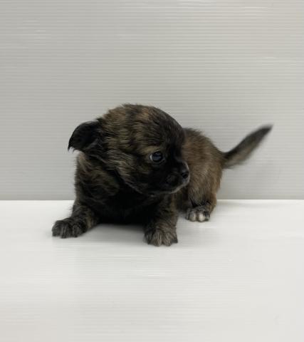 和歌山県のハーフ犬・ミックス犬 (ペットアミ 岩出店/2025年11月22日生まれ/男の子/ブラックタン)の子犬の3枚目の画像