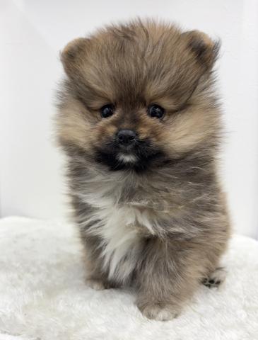 和歌山県のポメラニアン (ペットアミ 那賀店/2025年11月29日生まれ/男の子/パーティーカラー)の子犬の1枚目の画像