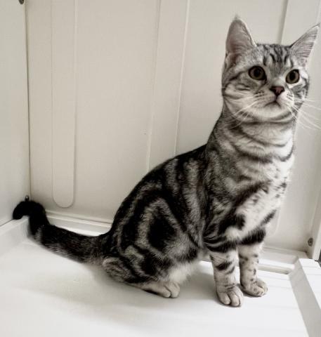 アメリカンショートヘアー