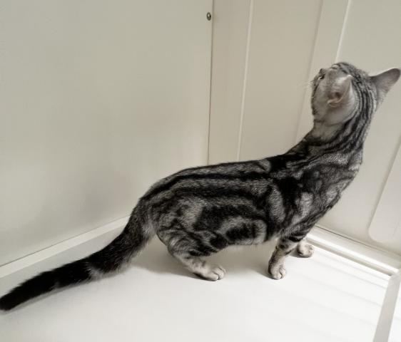 アメリカンショートヘアー