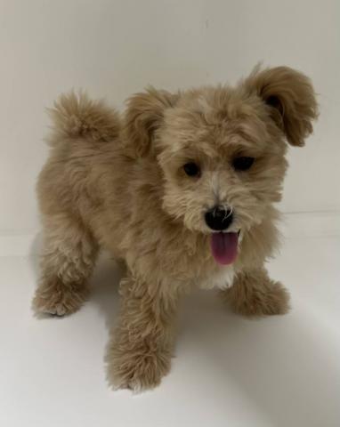 新潟県のハーフ犬・ミックス犬 (ペットアミ 三条四日町店/2025年9月25日生まれ/女の子/アプリコット)の子犬の1枚目の画像