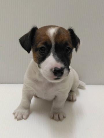 ジャックラッセルテリア