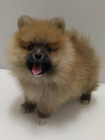 ポメラニアン