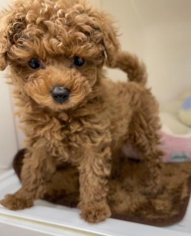 三重県のトイプードル(トイ) (ペットアミ 明和店/2025年12月5日生まれ/女の子/レッド)の子犬