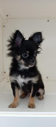 チワワ（ロングコート）