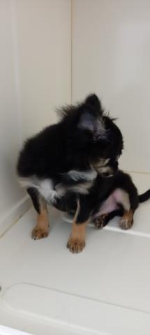 チワワ（ロングコート）