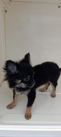 チワワ（ロングコート）