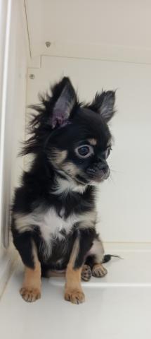 チワワ（ロングコート）