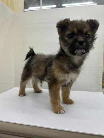 秋田県のハーフ犬・ミックス犬 (ペットアミ 本荘インター店/2025年11月1日生まれ/男の子/ブラウン)の子犬の2枚目の画像