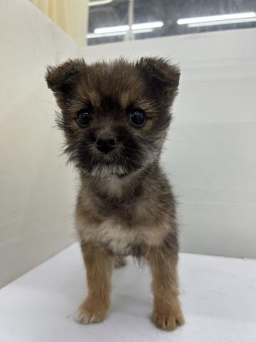 秋田県のハーフ犬・ミックス犬 (ペットアミ 本荘インター店/2025年11月1日生まれ/男の子/ブラウン)の子犬の3枚目の画像