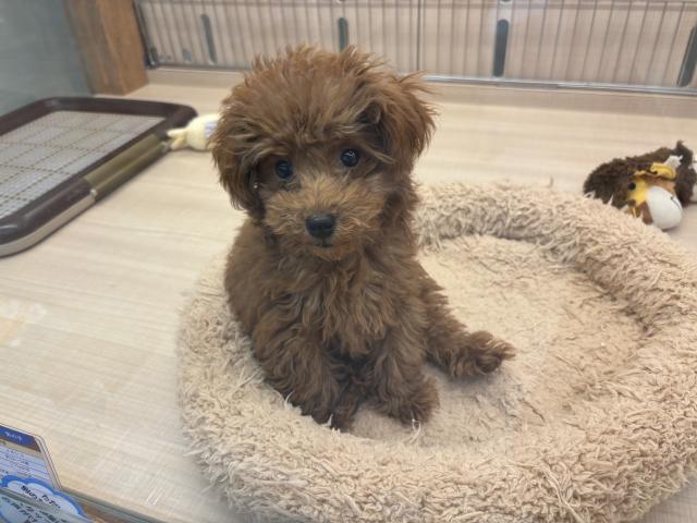 埼玉県のトイプードル(トイ) (ペッツワン 草加松原団地店/2025年8月1日生まれ/男の子/レッド)の子犬