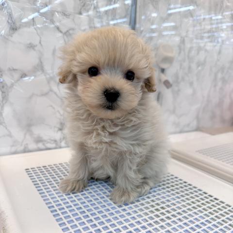 埼玉県のポメプー(ポメラニアン×プードル) (NICO PET 三郷店/2025年11月23日生まれ/男の子/アプリコット)の子犬の3枚目の画像