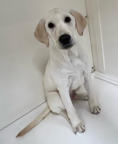 新潟県のラブラドールレトリーバー (ペットアミ 三条四日町店/2025年10月4日生まれ/男の子/イエロー)の子犬の3枚目の画像