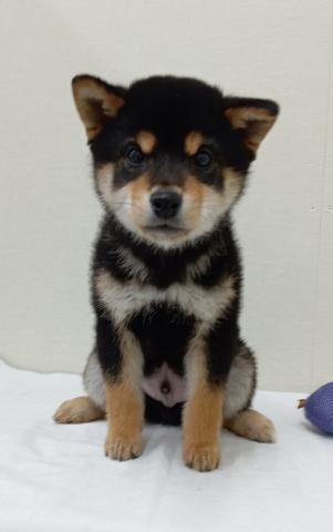 富山県の柴犬(標準サイズ) (ペットアミ宮野店/2025年11月14日生まれ/男の子/ブラック)の子犬の1枚目の画像