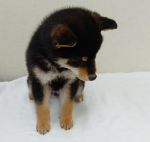 富山県の柴犬(標準サイズ) (ペットアミ宮野店/2025年11月14日生まれ/男の子/ブラック)の子犬の3枚目の画像