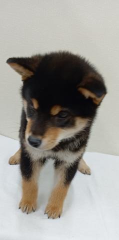 富山県の柴犬(標準サイズ) (ペットアミ宮野店/2025年11月14日生まれ/男の子/ブラック)の子犬の4枚目の画像