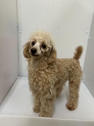 新潟県のトイプードル(トイ) (ペットアミ 長岡店/2025年7月8日生まれ/女の子/アプリコット)の子犬の1枚目の画像