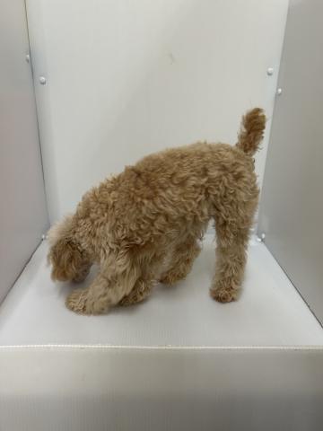 新潟県のトイプードル(トイ) (ペットアミ 長岡店/2025年7月8日生まれ/女の子/アプリコット)の子犬の2枚目の画像