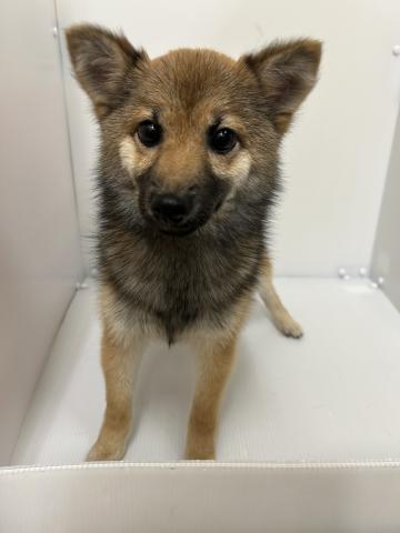 新潟県のポメ柴/豆ポメ/ポメ豆柴(ポメラニアン×柴犬) (ペットアミ 長岡店/2025年8月16日生まれ/女の子/セーブル)の子犬の1枚目の画像